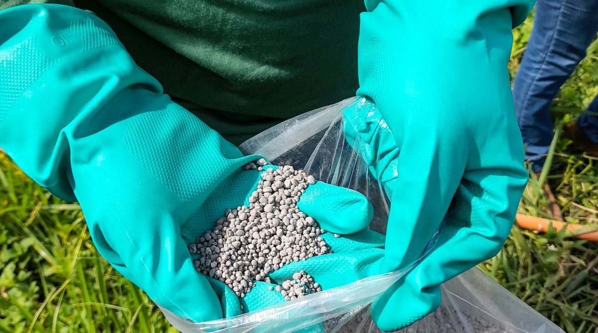 Gnojenje trate: kdaj, s čim in koliko za Maribor in okolico