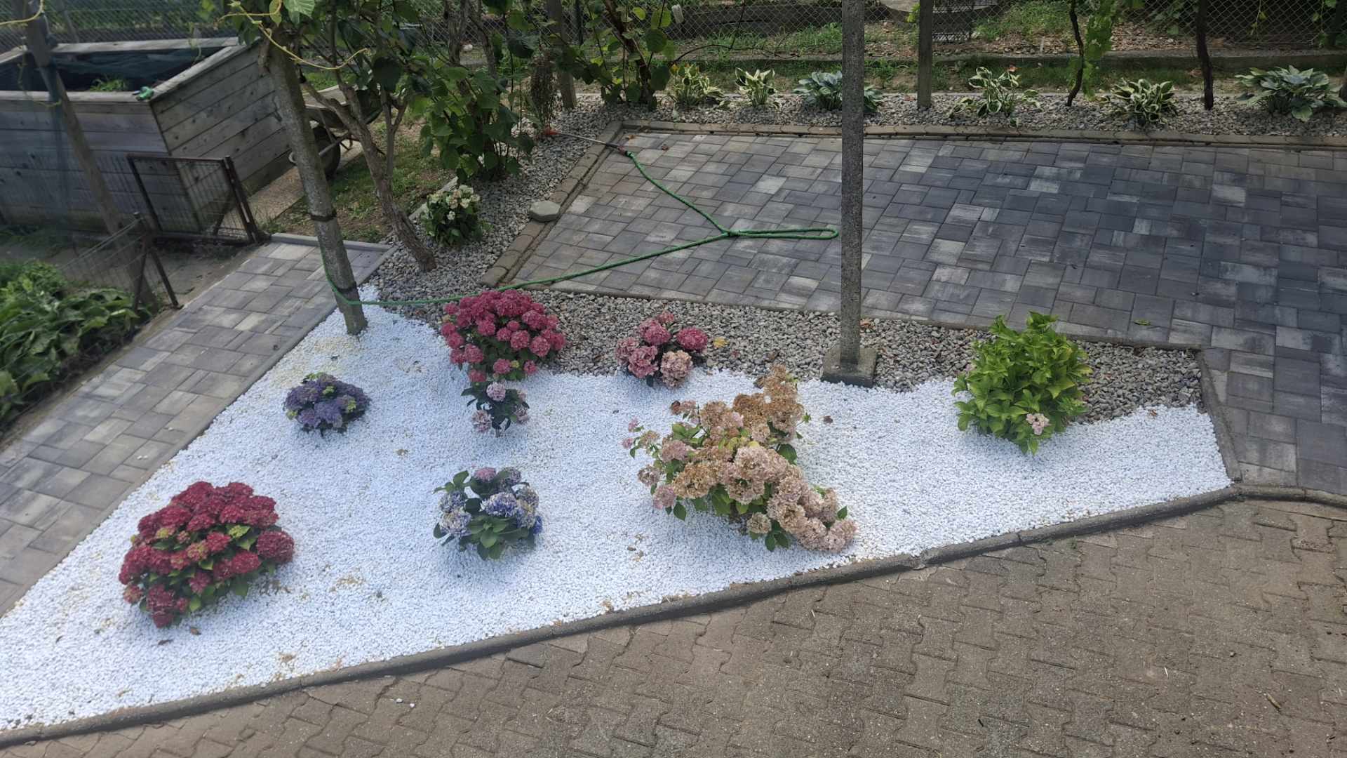 Zasaditev hortenzij z belim prodcem